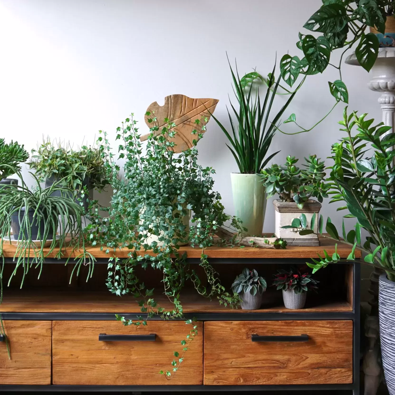 Many plants in a small space