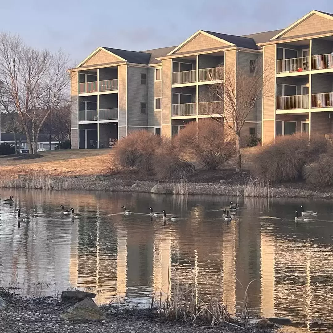 We had geese visiting our pond this morning! We hope they have their down coats ready for the weather tomorrow! 🥶❄️ 

#midwestweather #NoMi #livforspring #livforwinter