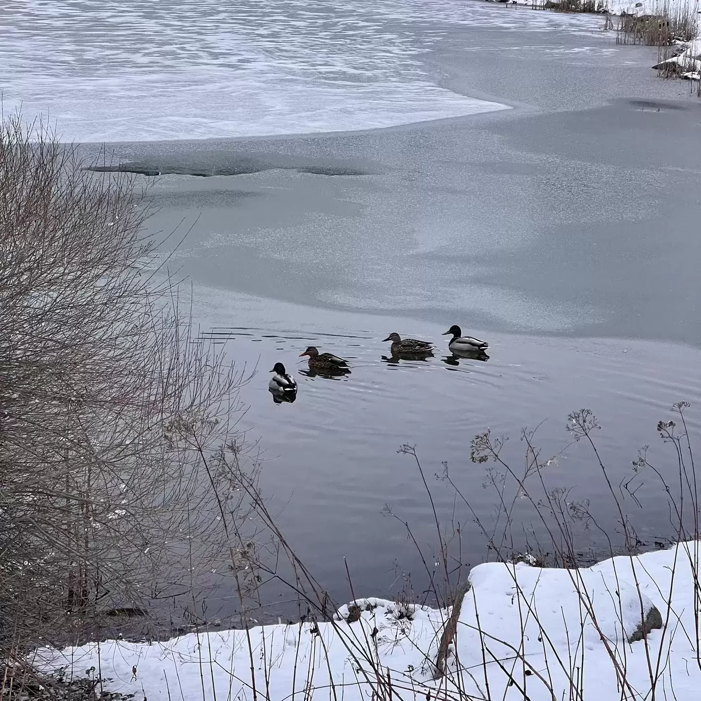 We had feathered friends visit our pond this morning! What feathered friends do you enjoy watching this time of year?

#freebird #ducks #livlikenoother #livforwildlife